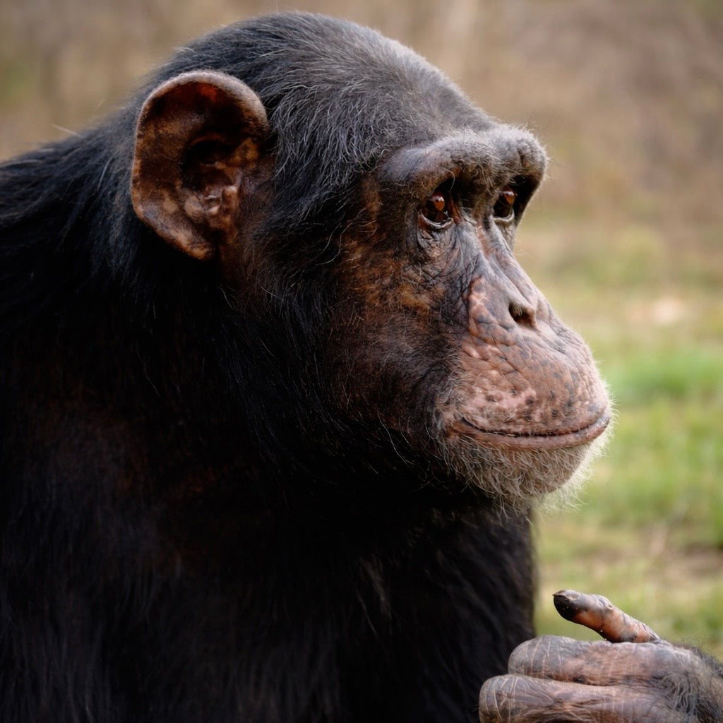 Victor le singe : son histoire et le combat de One Voice pour sa liberté